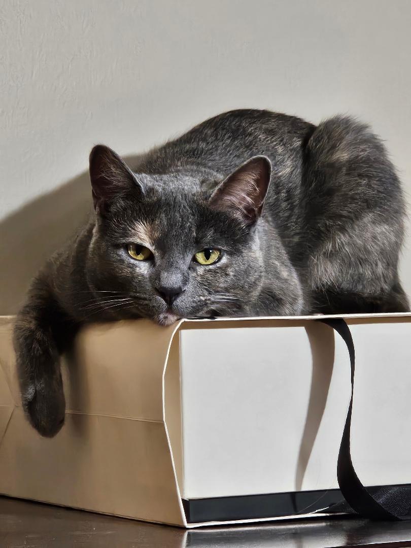 Enlarge Marbles OS 1222, a Adoptable mixed breed in West Bloomfield, MI image 2/6