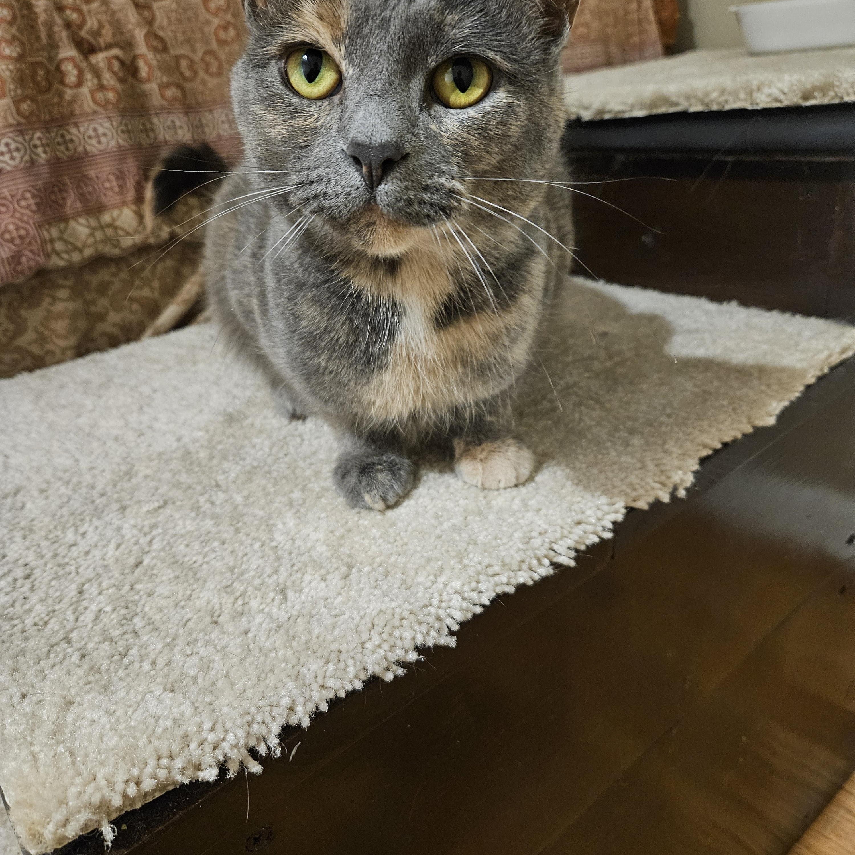 Enlarge Marbles OS 1222, a Adoptable mixed breed in West Bloomfield, MI image 5/6