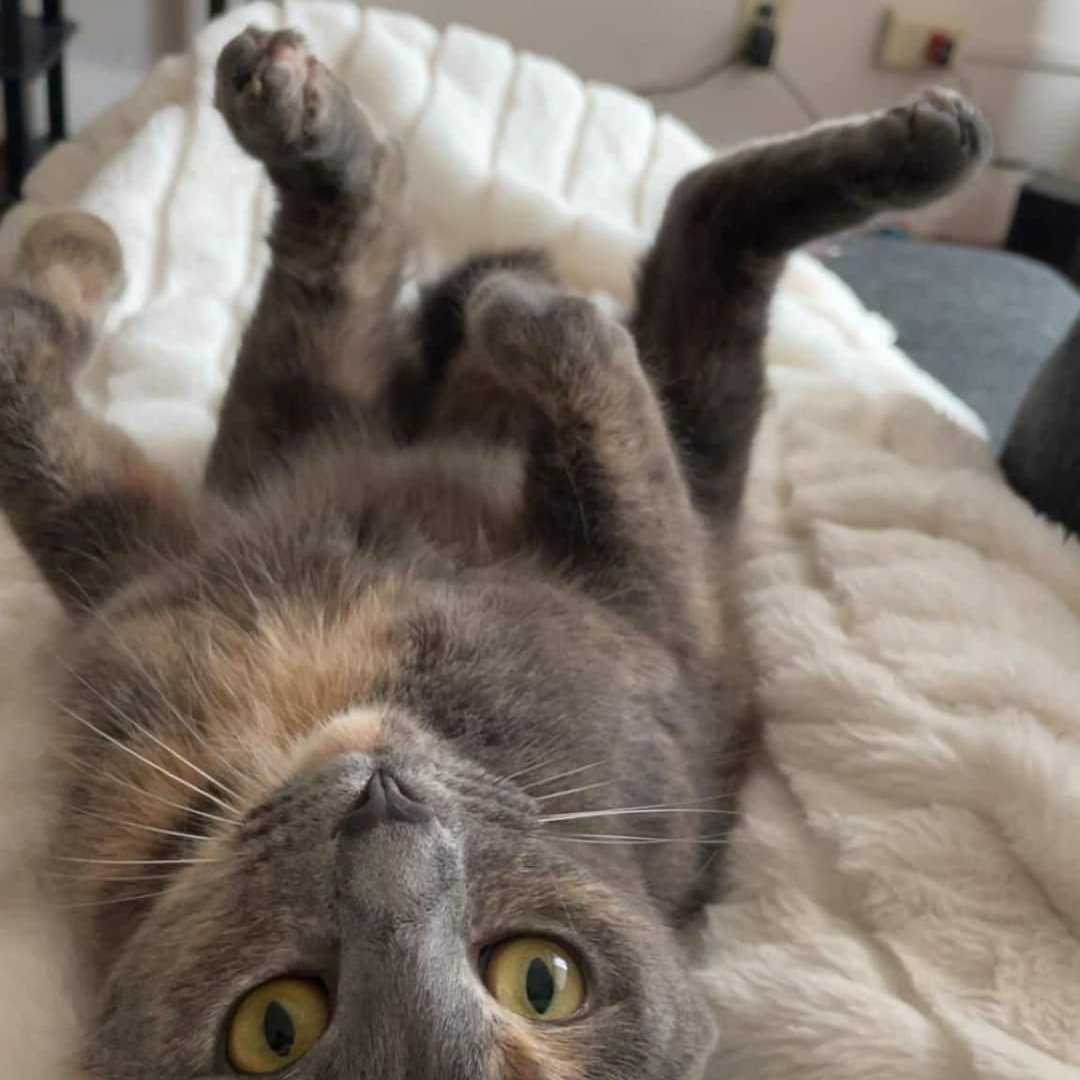 Enlarge Marbles OS 1222, a Adoptable mixed breed in West Bloomfield, MI image 6/6