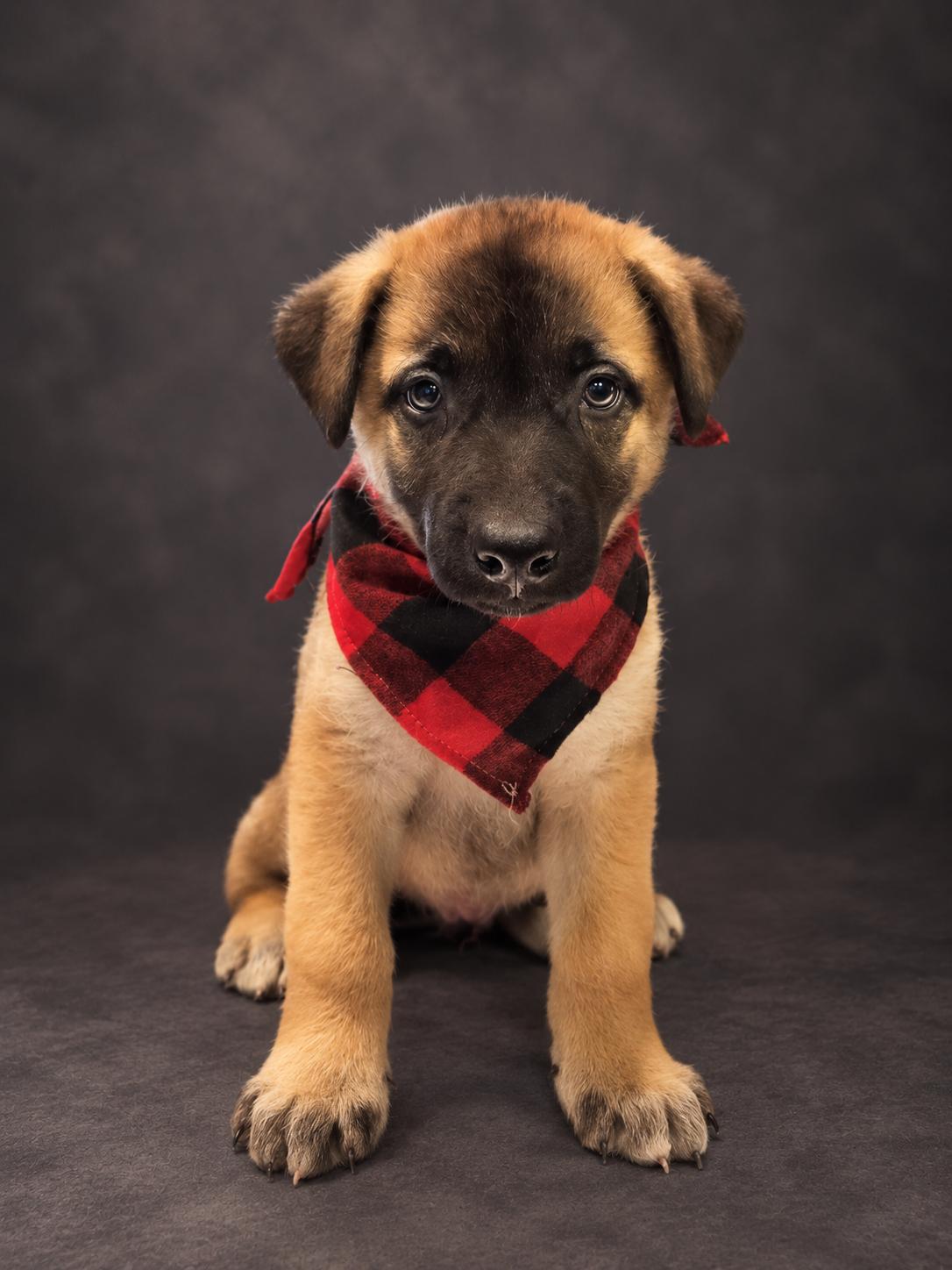 Enlarge Gilligan Your Favorite Little Castaway, a Adoptable mixed breed in Menifee, CA image 1/2