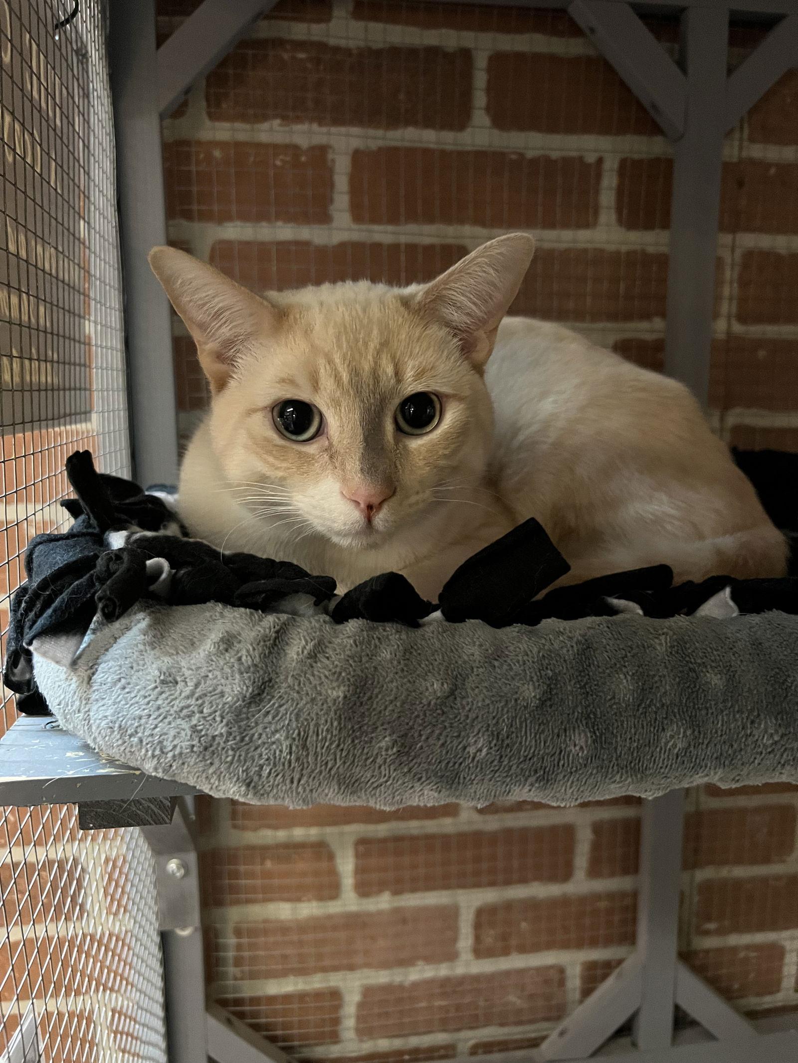 Theo, Adoptable, Young Male Domestic Short Hair.