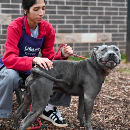 Enlarge Bueller, a Adoptable mixed breed in Chamblee, GA image 1/3