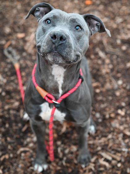 Enlarge Bueller, a Adoptable mixed breed in Chamblee, GA image 2/3