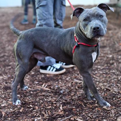 Enlarge Bueller, a Adoptable mixed breed in Chamblee, GA image 3/3
