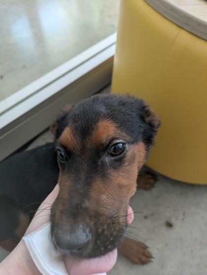 Enlarge Charlize, a Adoptable mixed breed in Fort Worth, TX image 2/2