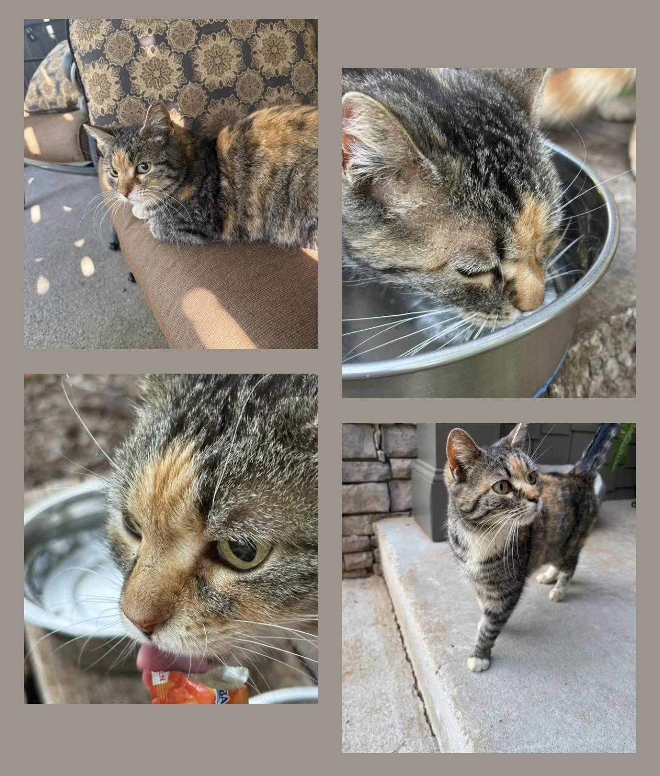 COURTESSY POST-Dora, Adoptable, Adult Female Domestic Short Hair.