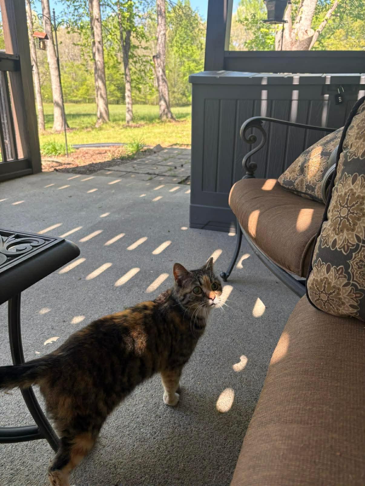 Enlarge COURTESSY POST-Dora, a Adoptable Domestic Short Hair in Social Circle, GA image 2/3