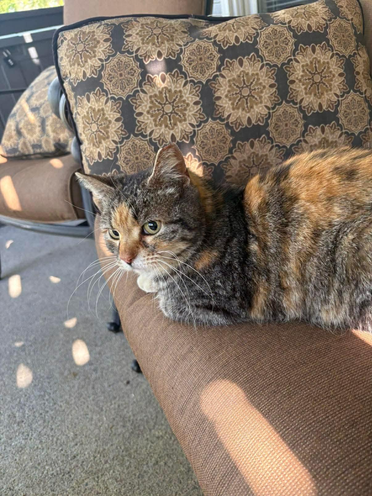 Enlarge COURTESSY POST-Dora, a Adoptable Domestic Short Hair in Social Circle, GA image 3/3