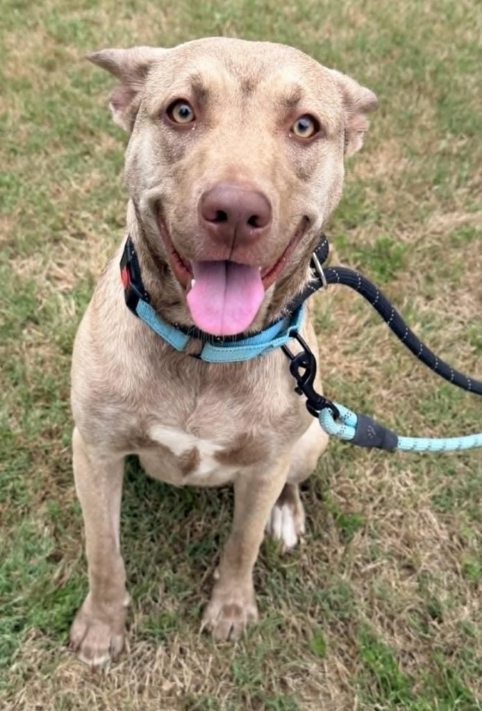 Enlarge Lucie, a Adoptable mixed breed in Newnan, GA image 2/4
