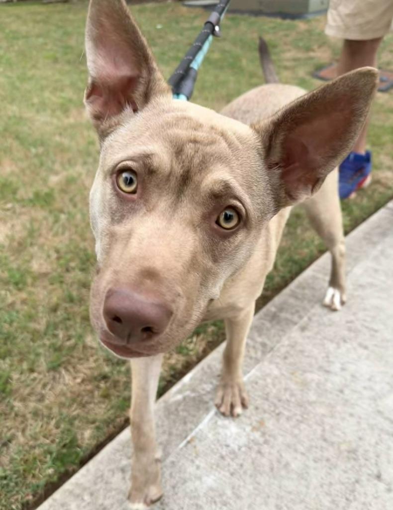 Enlarge Lucie, a Adoptable mixed breed in Newnan, GA image 3/4