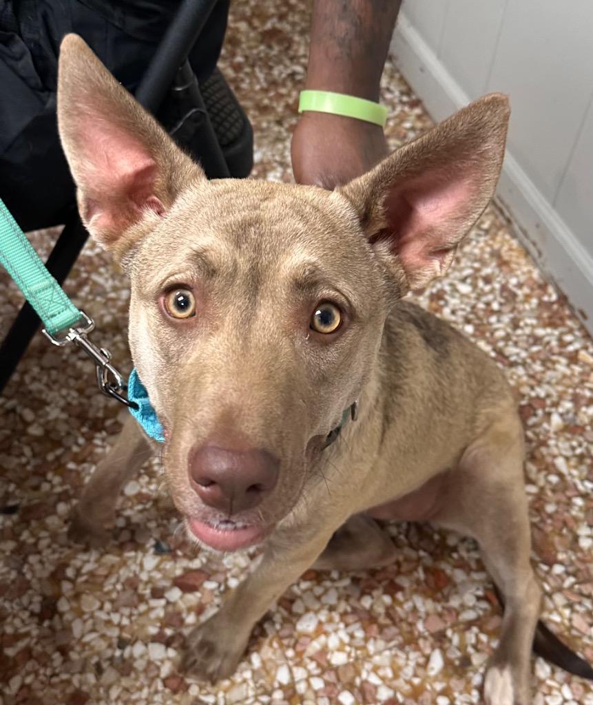 Enlarge Lucie, a Adoptable mixed breed in Newnan, GA image 4/4