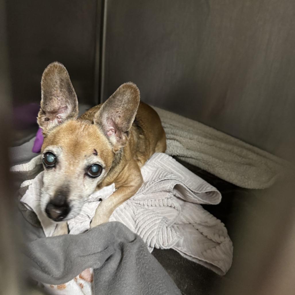 Walter, Adoptable, Senior Male Chihuahua.