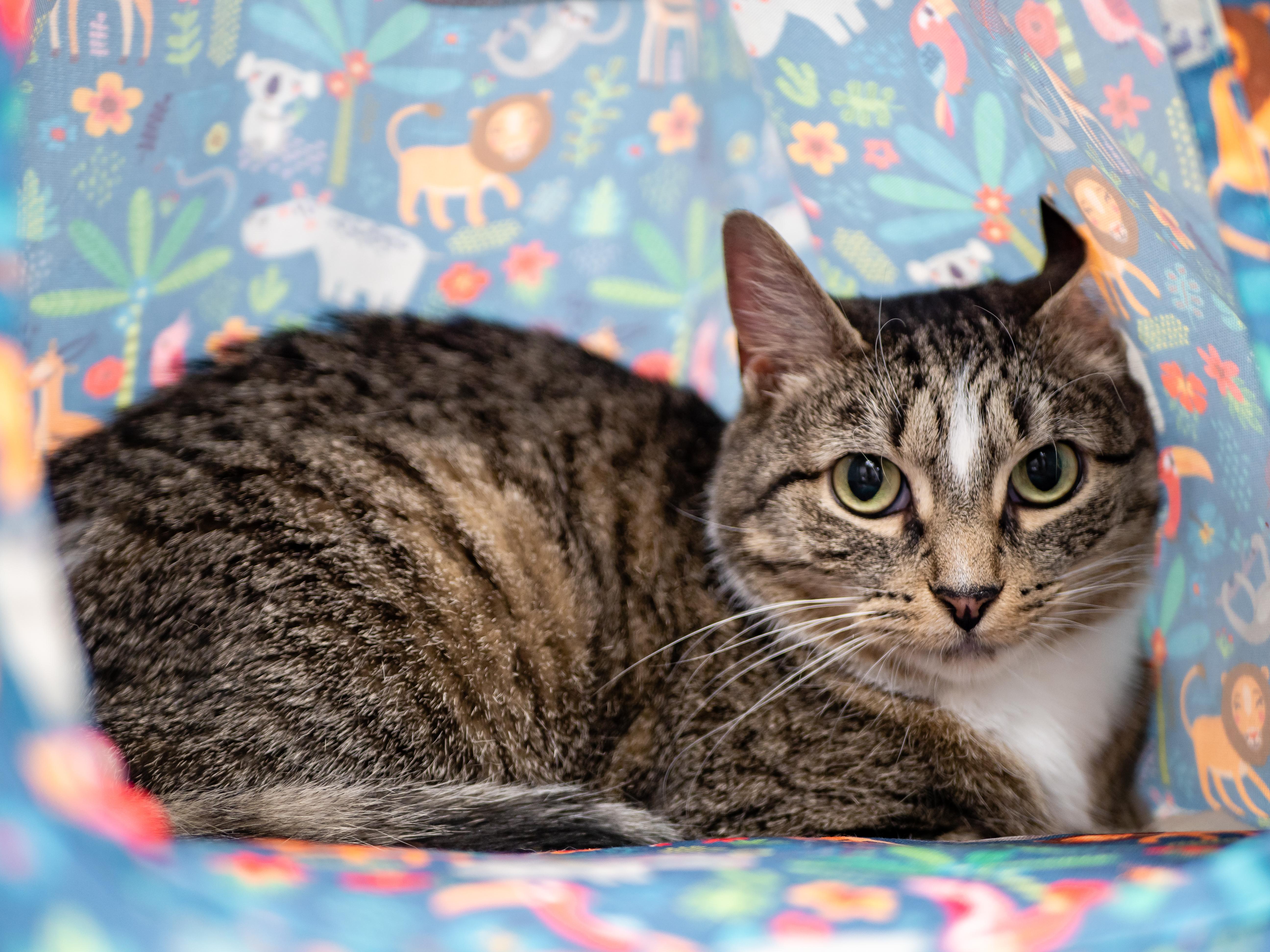 Enlarge Isla, a ADOPTABLE Domestic Short Hair in Apex, NC image 4/5