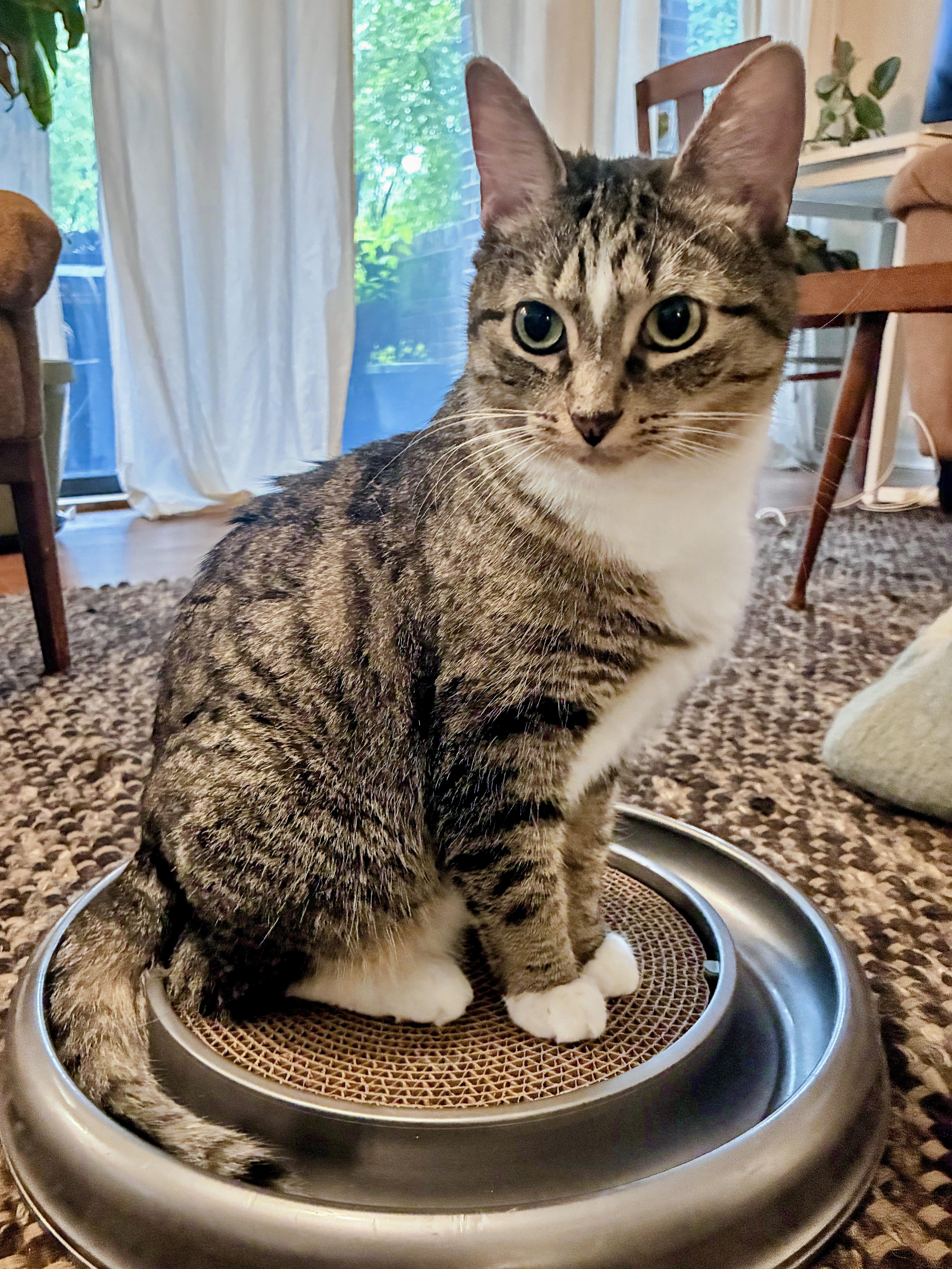Isla, ADOPTABLE, Adult Female Domestic Short Hair.