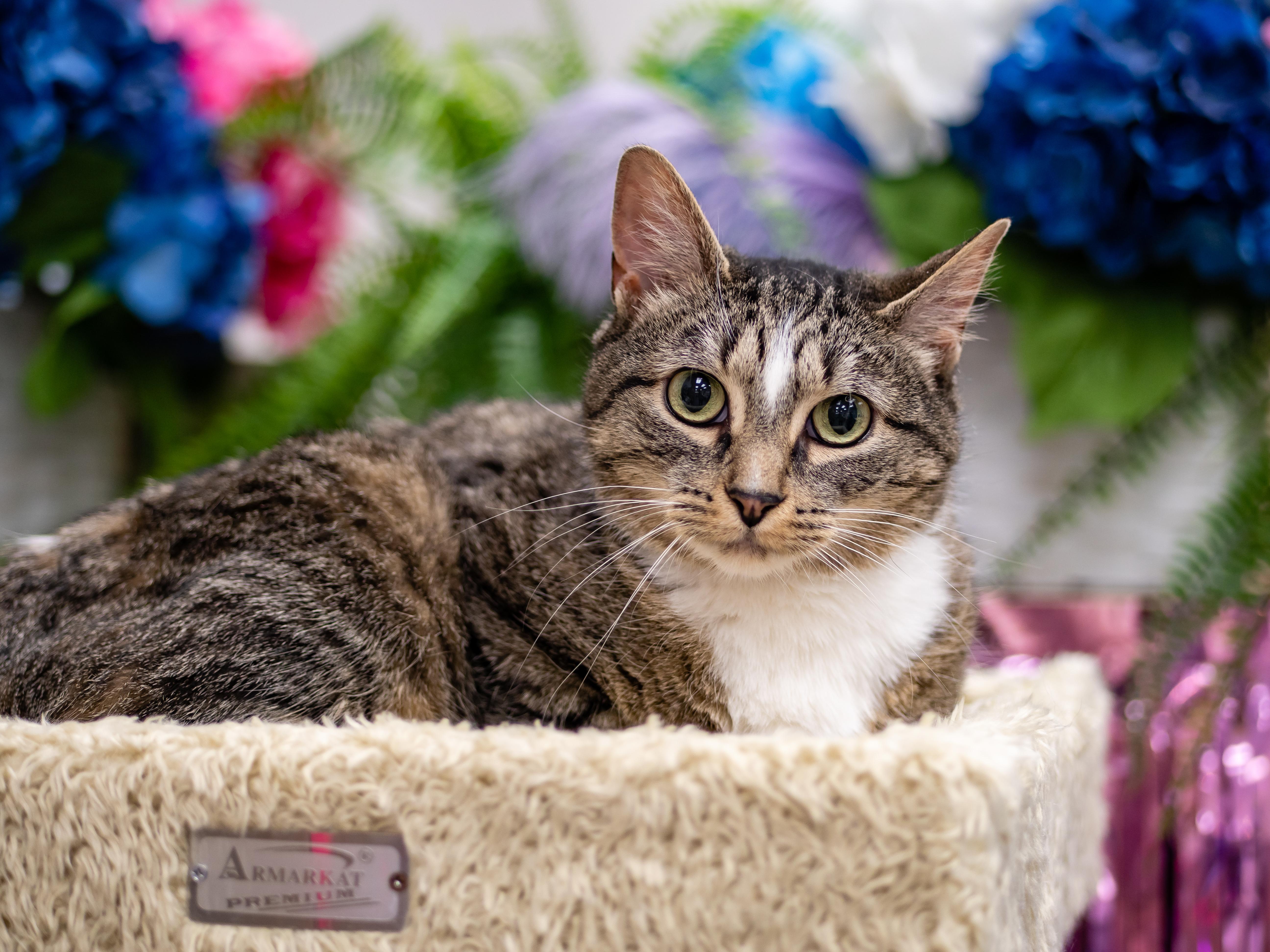 Enlarge Isla, a ADOPTABLE Domestic Short Hair in Apex, NC image 1/5