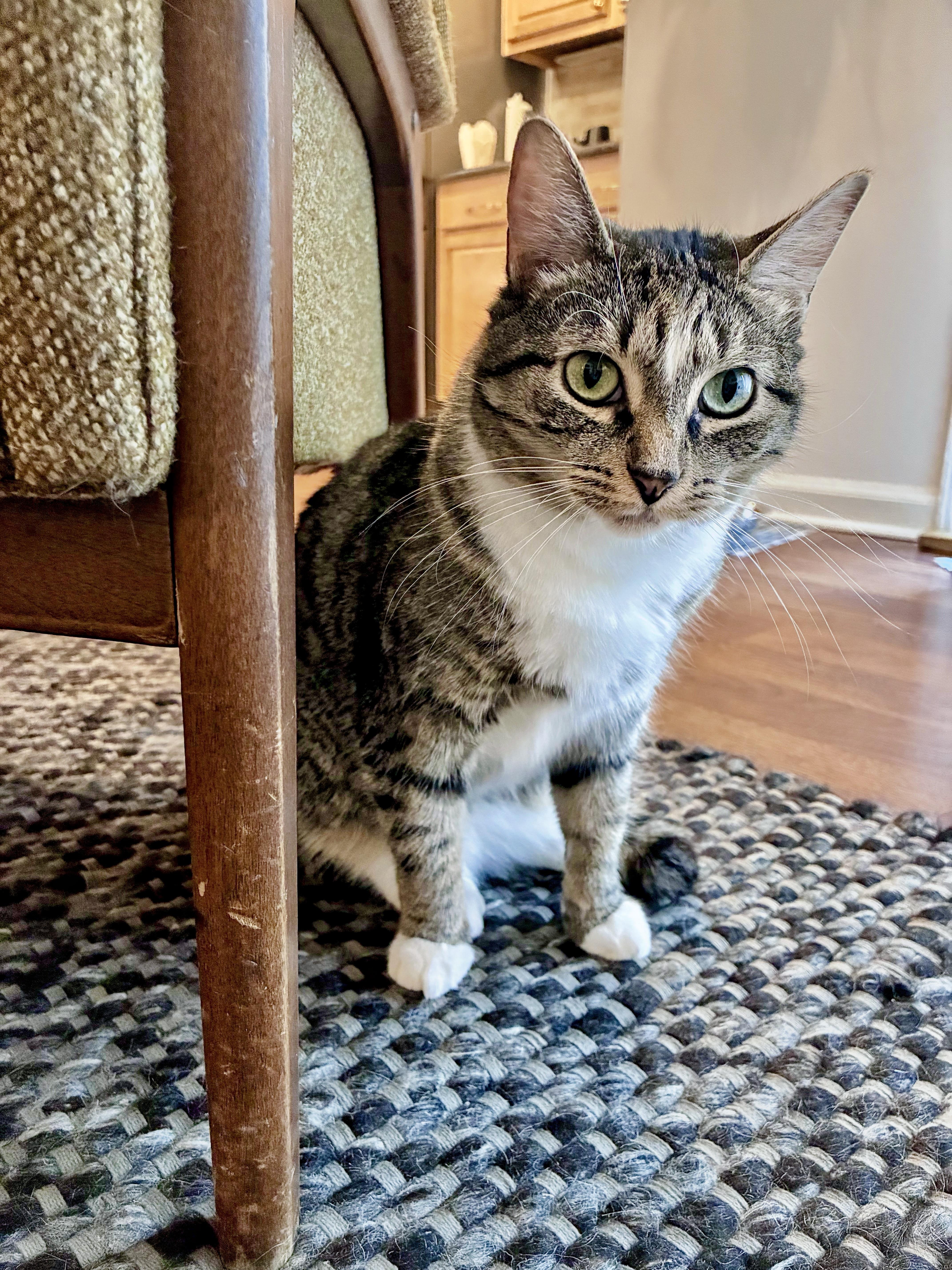 Isla, a ADOPTABLE Domestic Short Hair in Apex, NC image 6/6