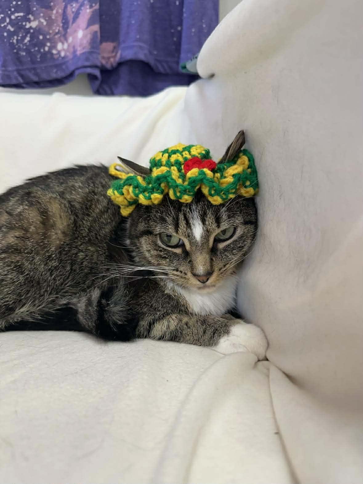 Isla, ADOPTABLE, Adult Female Domestic Short Hair.