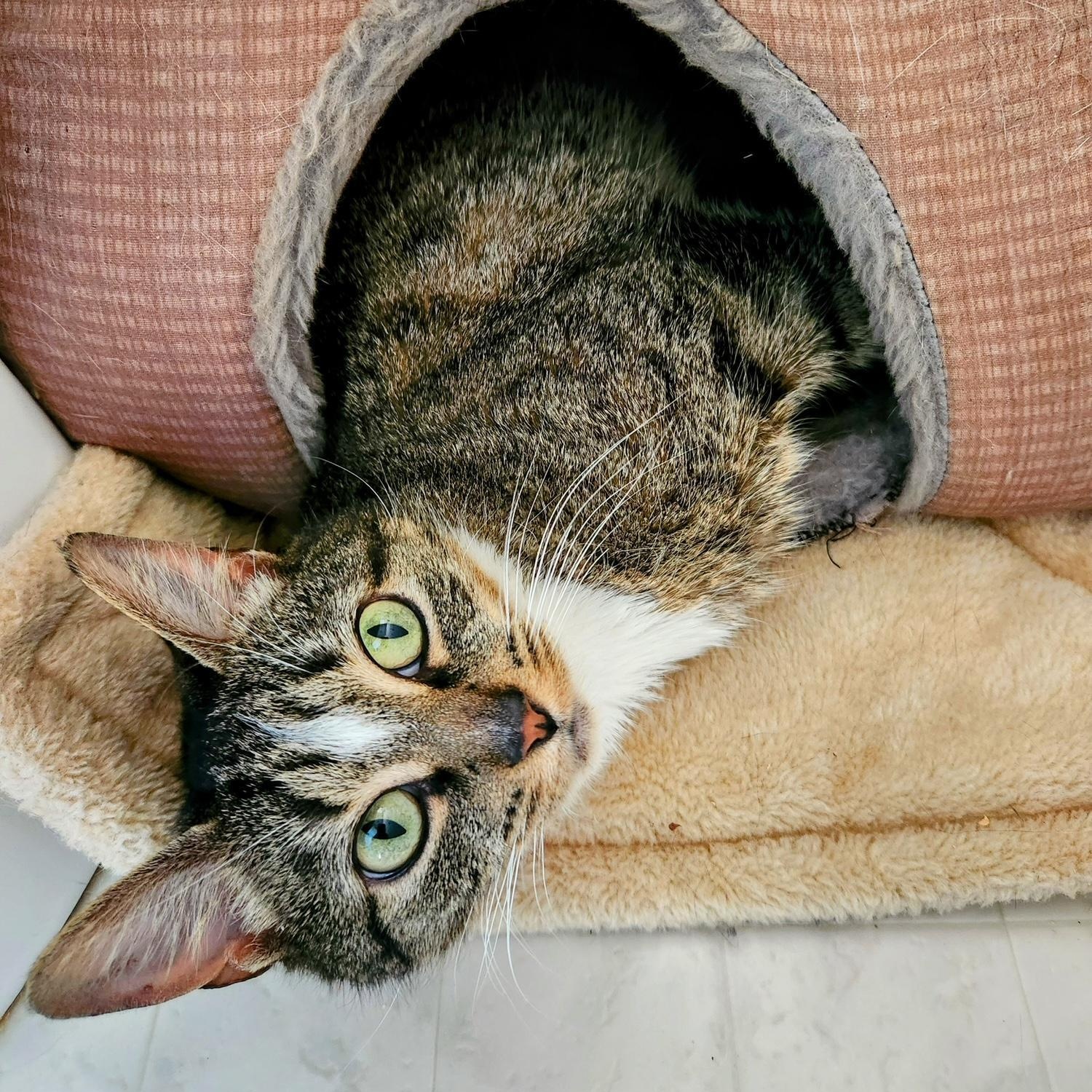 Isla, ADOPTABLE, Adult Female Domestic Short Hair.