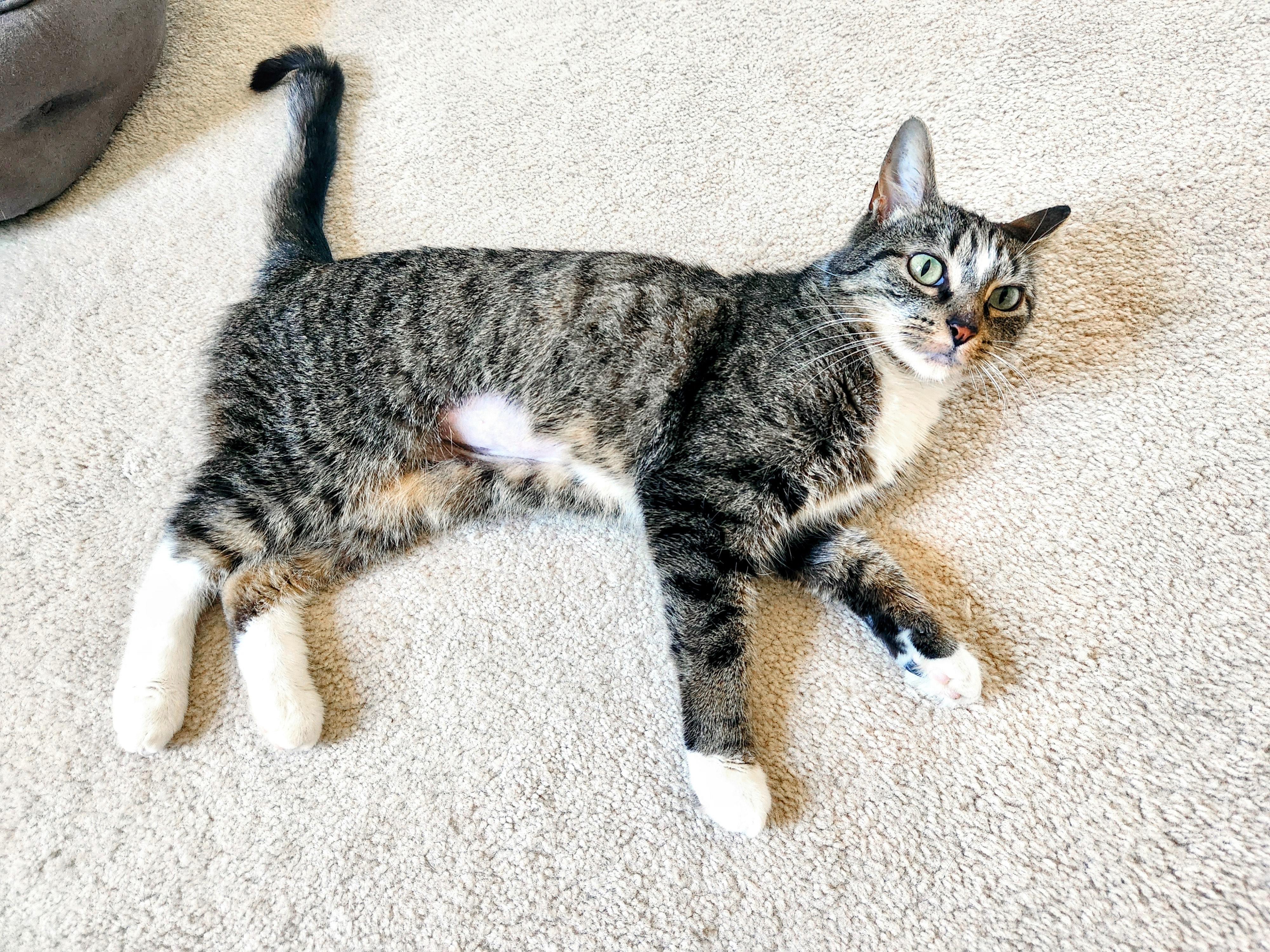 Isla, a ADOPTABLE Domestic Short Hair in Apex, NC image 2/4