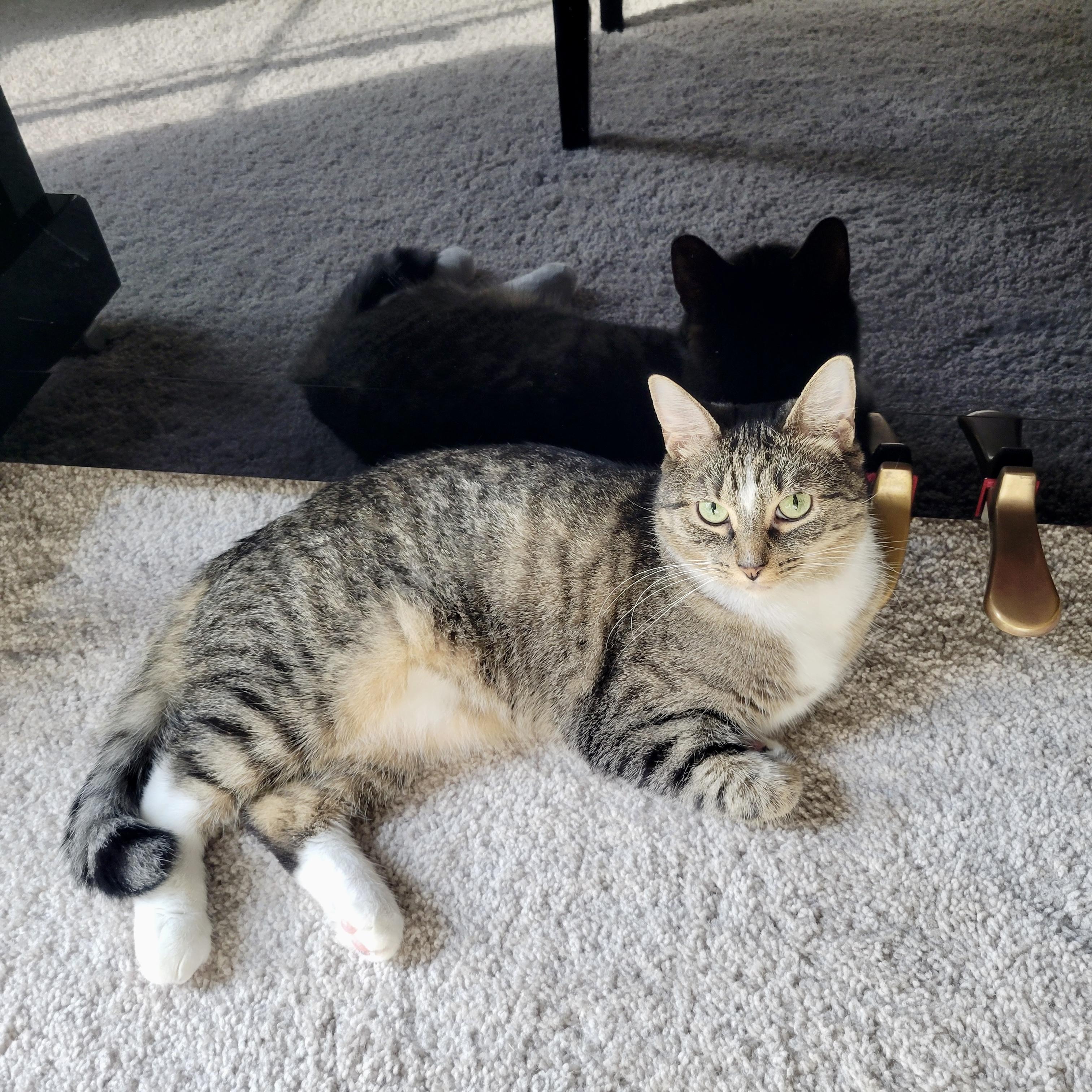 Isla, ADOPTABLE, Adult Female Domestic Short Hair.