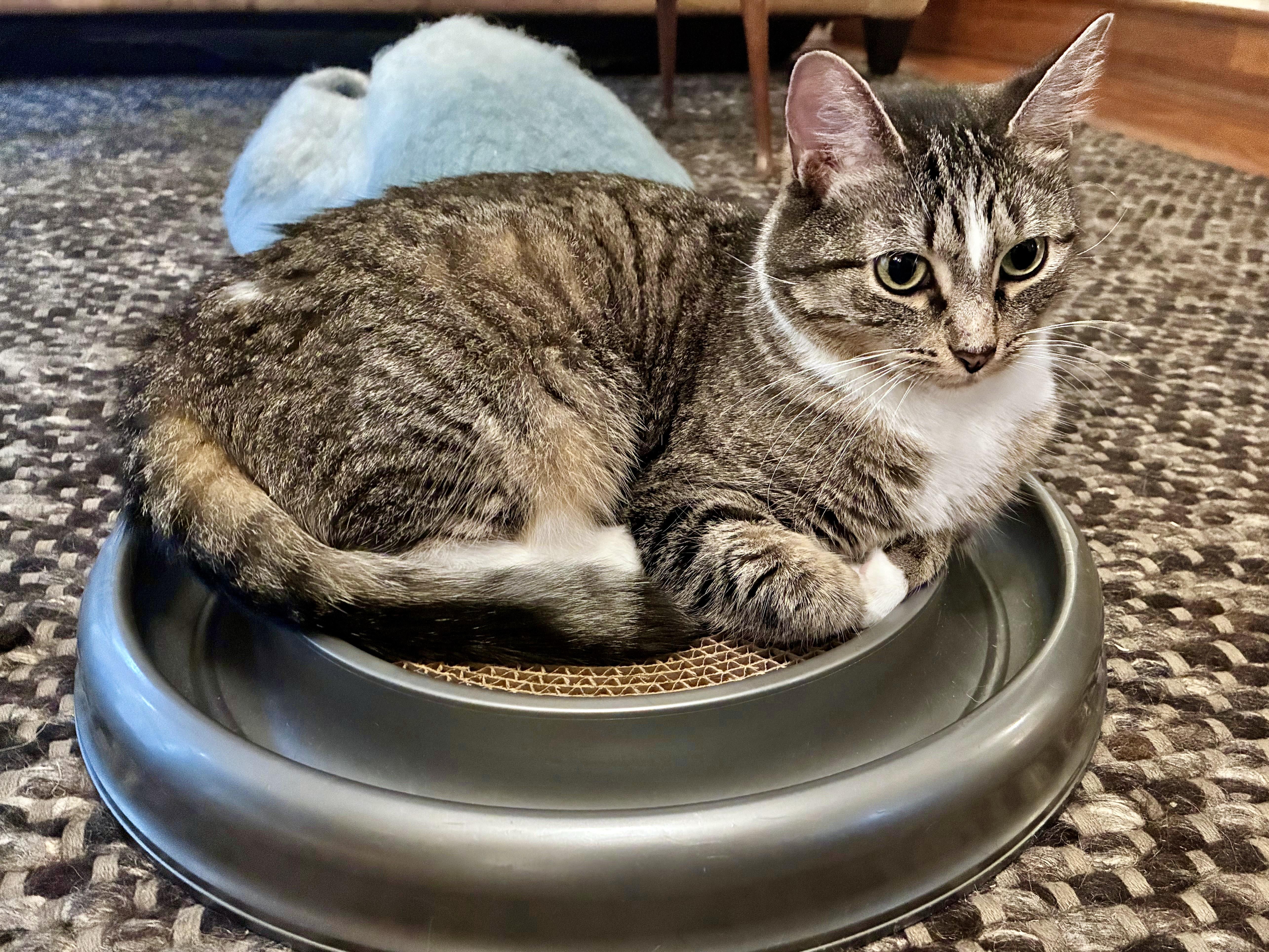 Isla, a ADOPTABLE Domestic Short Hair in Apex, NC image 4/6