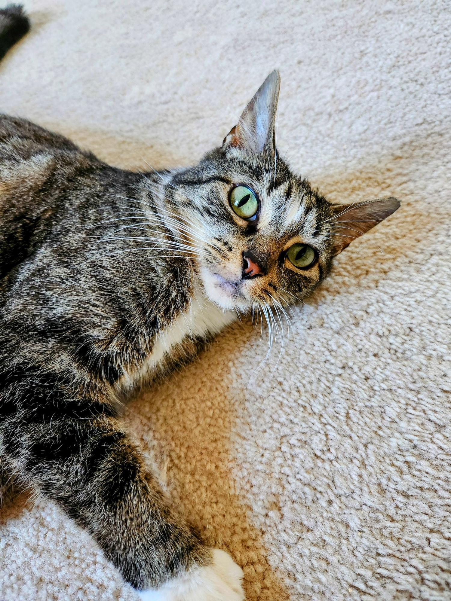 Isla, a ADOPTABLE Domestic Short Hair in Apex, NC image 3/4