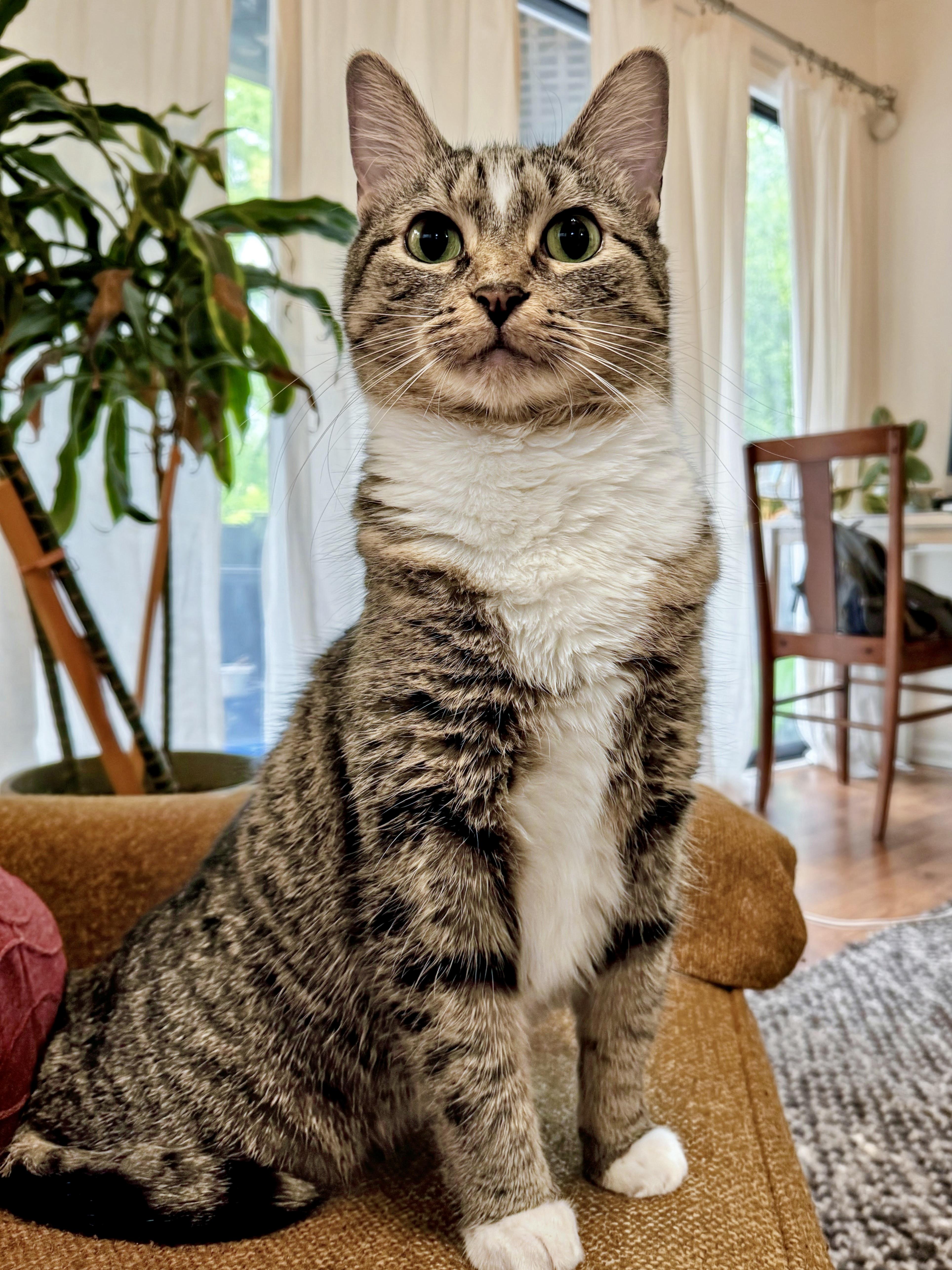 Isla, a ADOPTABLE Domestic Short Hair in Apex, NC image 5/6