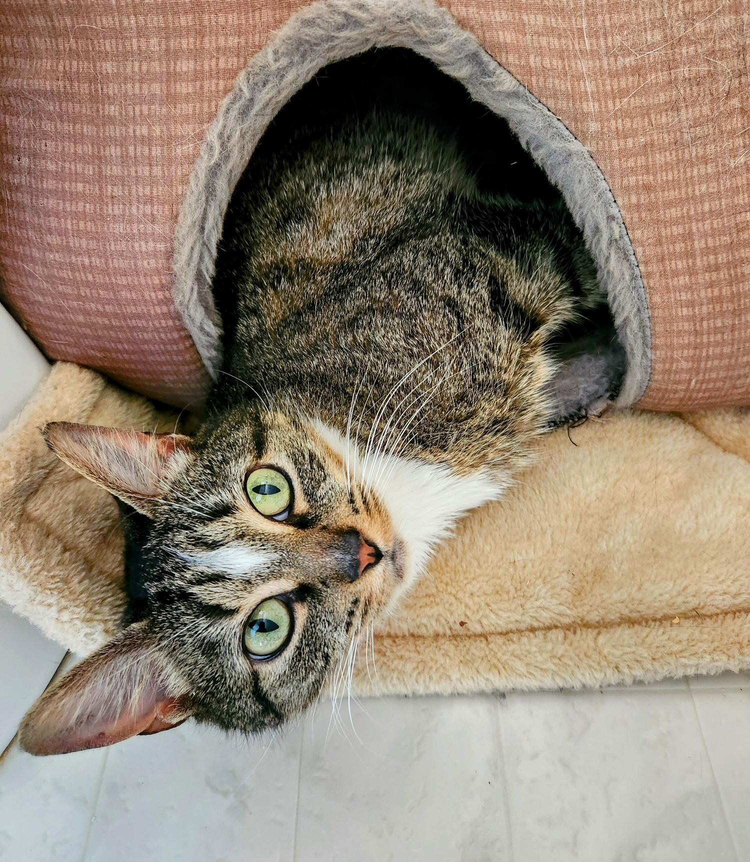 Isla, a ADOPTABLE Domestic Short Hair in Apex, NC image 4/4