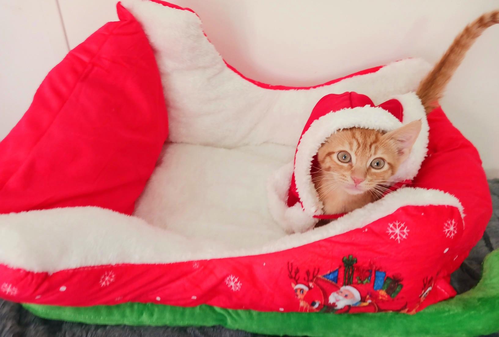 Jingle Copperwhisker, ADOPTABLE, Kitten Male Tabby.