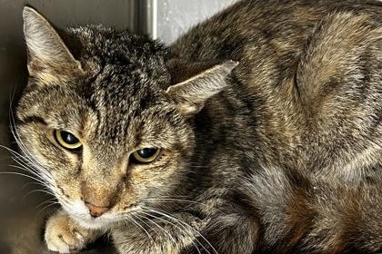 Enlarge Kenzie, a Adoptable Domestic Short Hair in Spartanburg, SC image 1/1