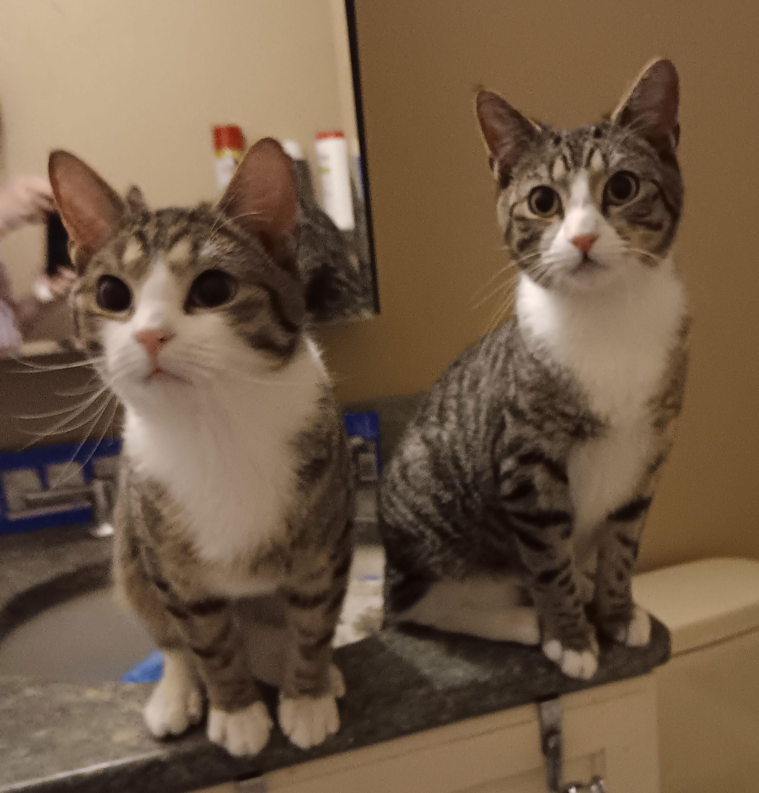 Enlarge Luke and Champ, a ADOPTABLE Domestic Short Hair in Melrose, MA image 2/6