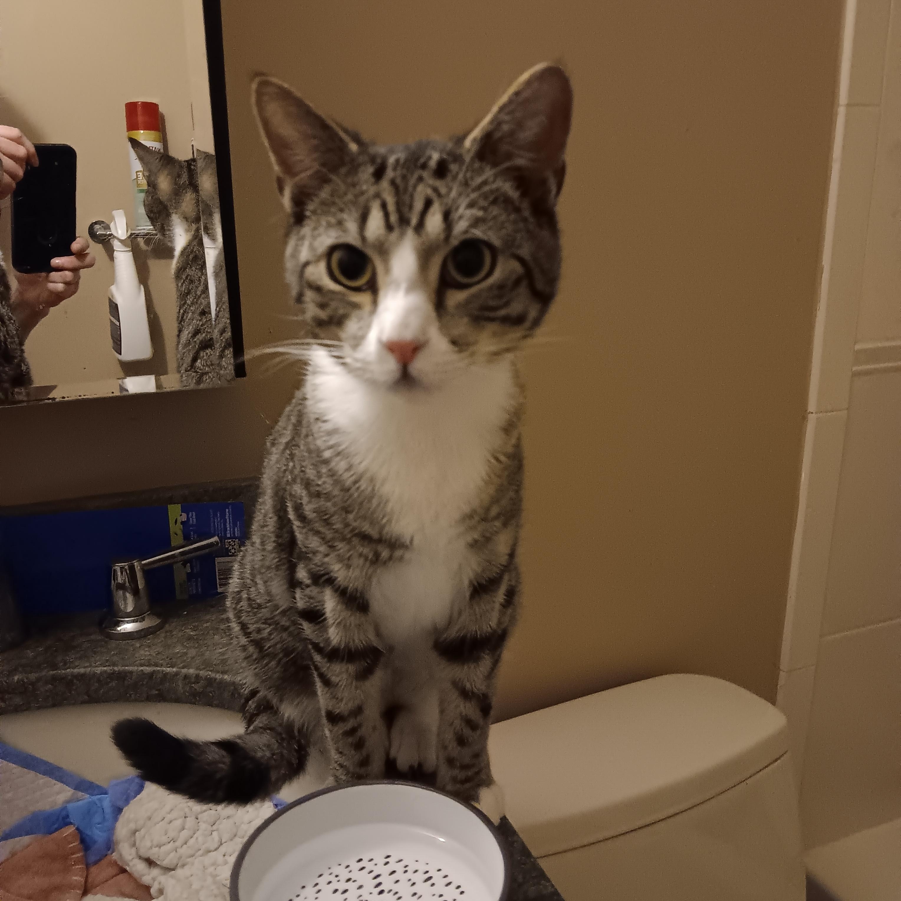 Enlarge Luke and Champ, a ADOPTABLE Domestic Short Hair in Melrose, MA image 4/6