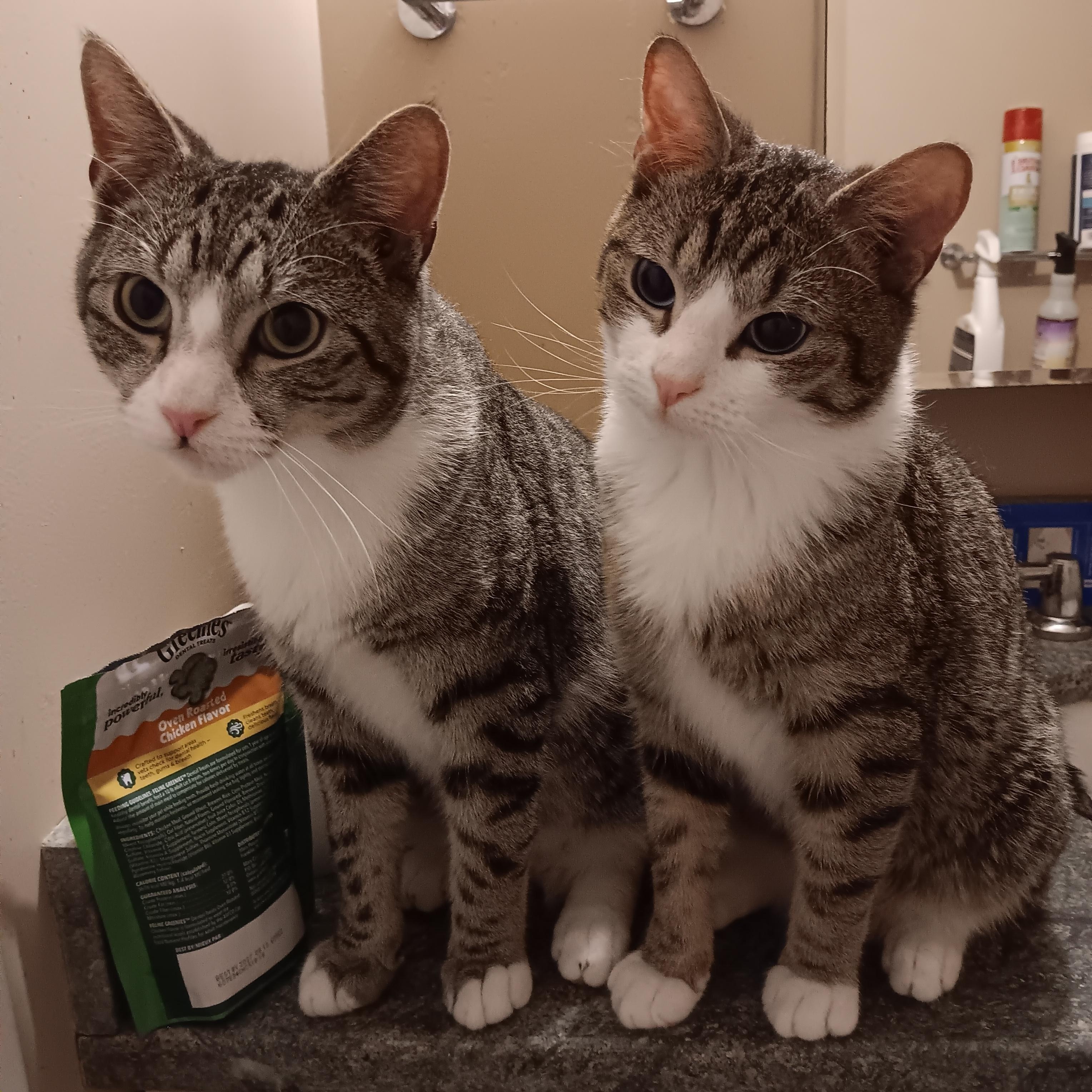 Luke and Champ, ADOPTABLE, Young Male Domestic Short Hair.