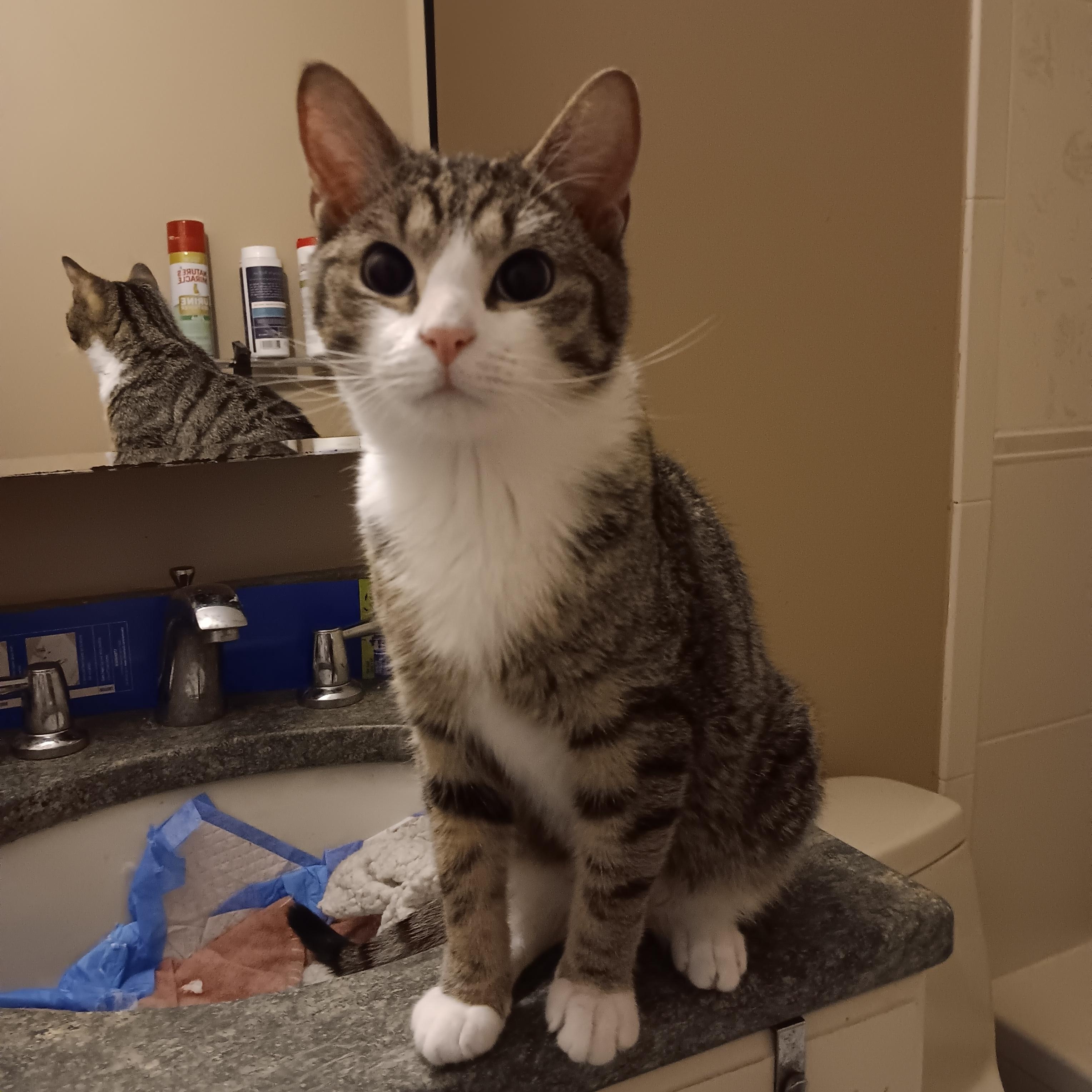 Enlarge Luke and Champ, a ADOPTABLE Domestic Short Hair in Melrose, MA image 3/6