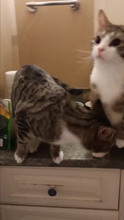 Enlarge Luke and Champ, a ADOPTABLE Domestic Short Hair in Melrose, MA video 5/6