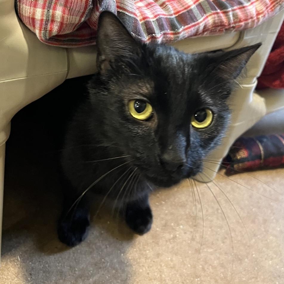 Enlarge COOKIE MONSTER, a Adoptable mixed breed in Kyle, TX image 1/6