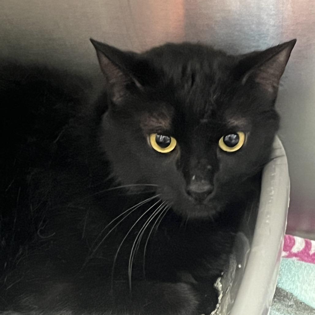 Enlarge COOKIE MONSTER, a Adoptable mixed breed in Kyle, TX image 2/6