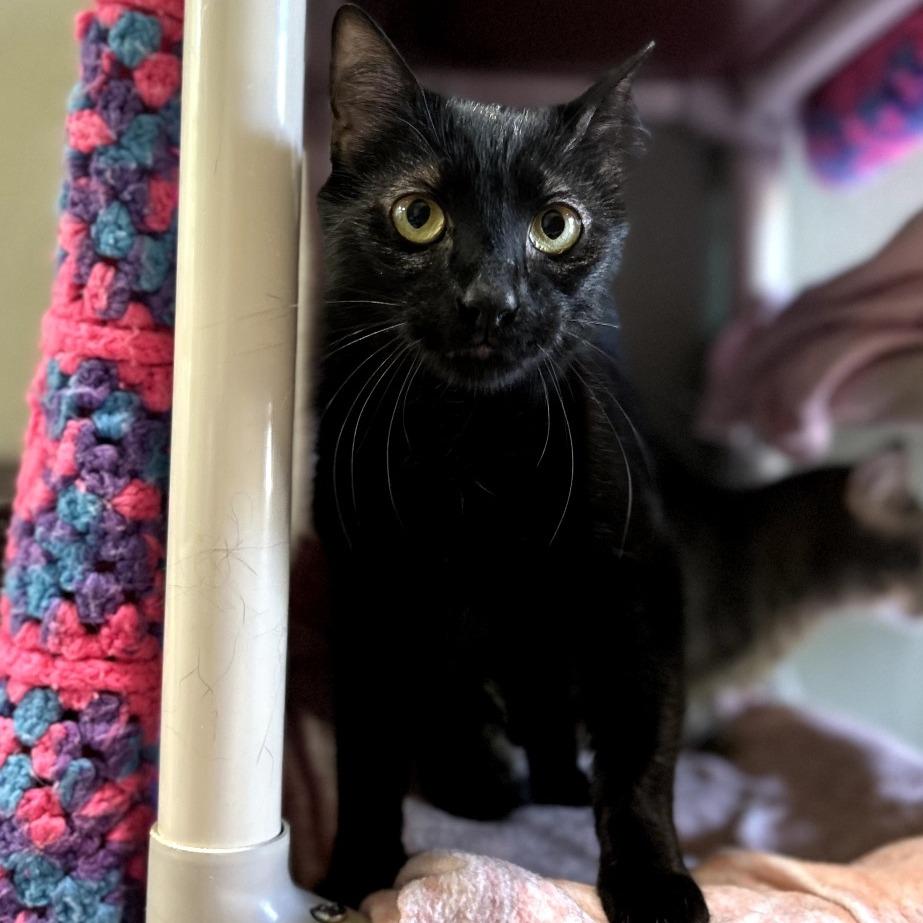 Enlarge COOKIE MONSTER, a Adoptable mixed breed in Kyle, TX image 3/6