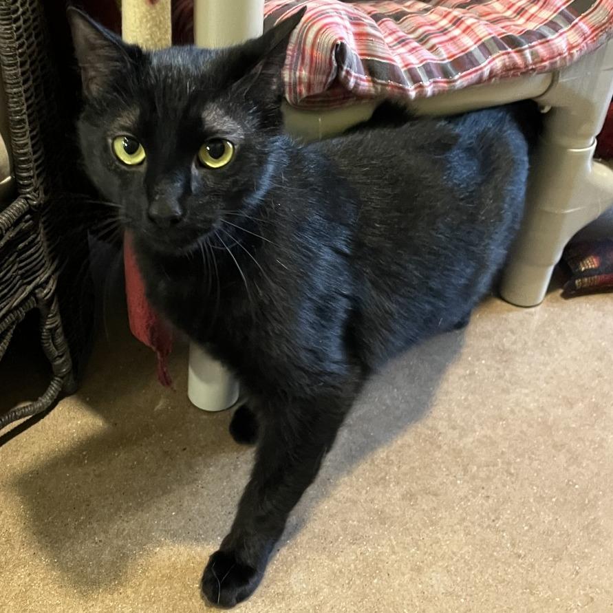 Enlarge COOKIE MONSTER, a Adoptable mixed breed in Kyle, TX image 4/6