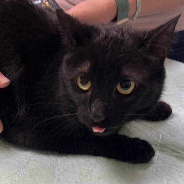 Enlarge COOKIE MONSTER, a Adoptable mixed breed in Kyle, TX image 5/6