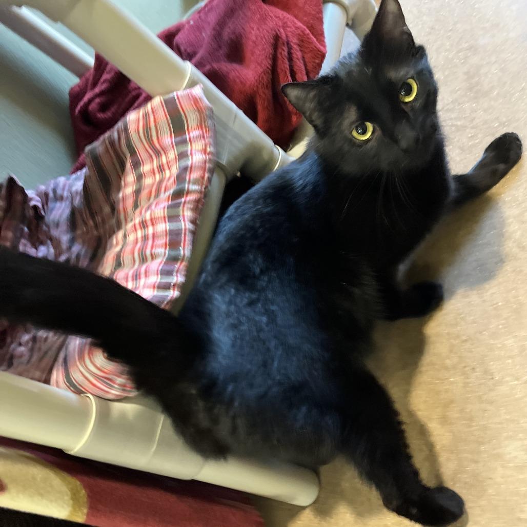 Enlarge COOKIE MONSTER, a Adoptable mixed breed in Kyle, TX image 6/6