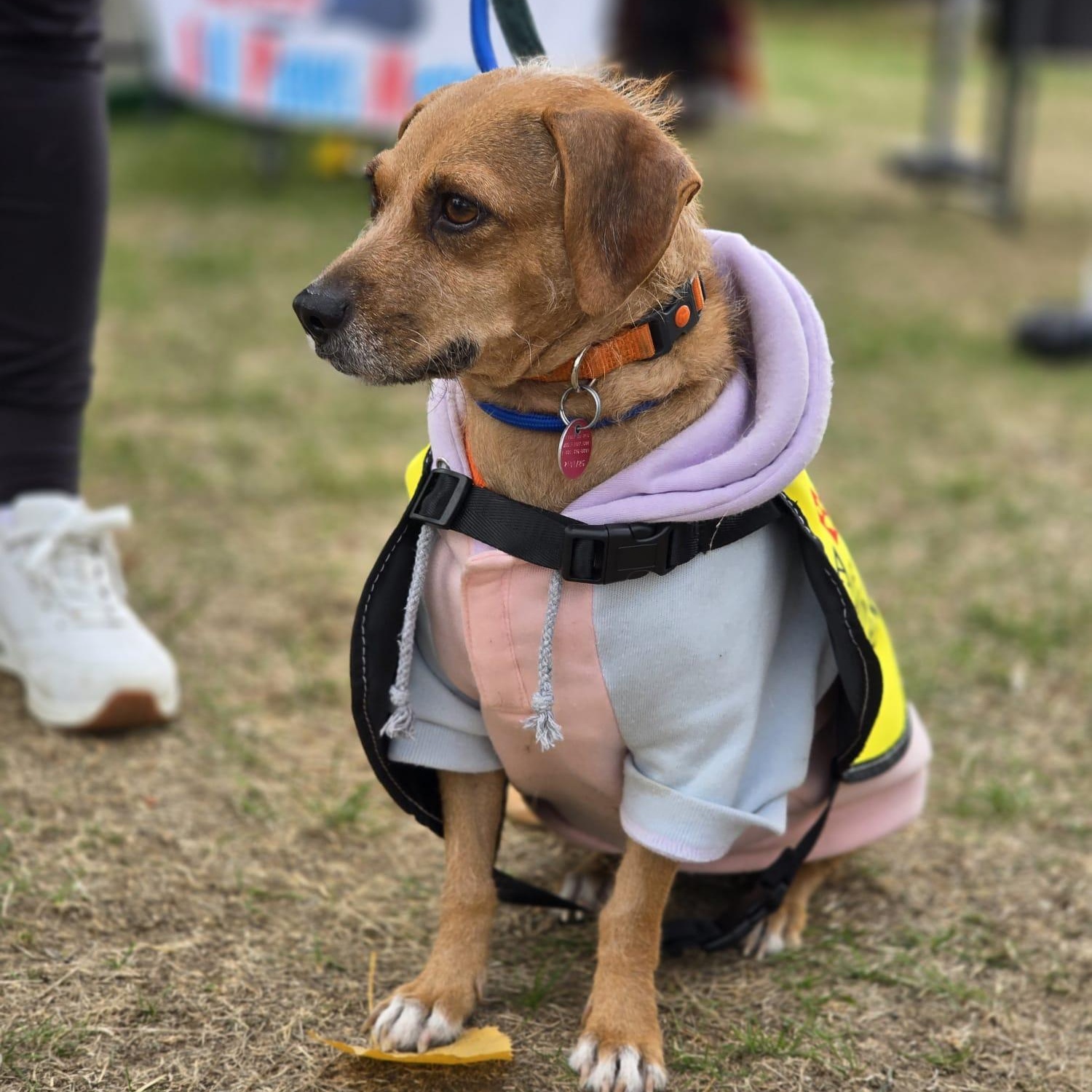 Katy, ADOPTABLE, Adult Female Beagle & Miniature Pinscher.