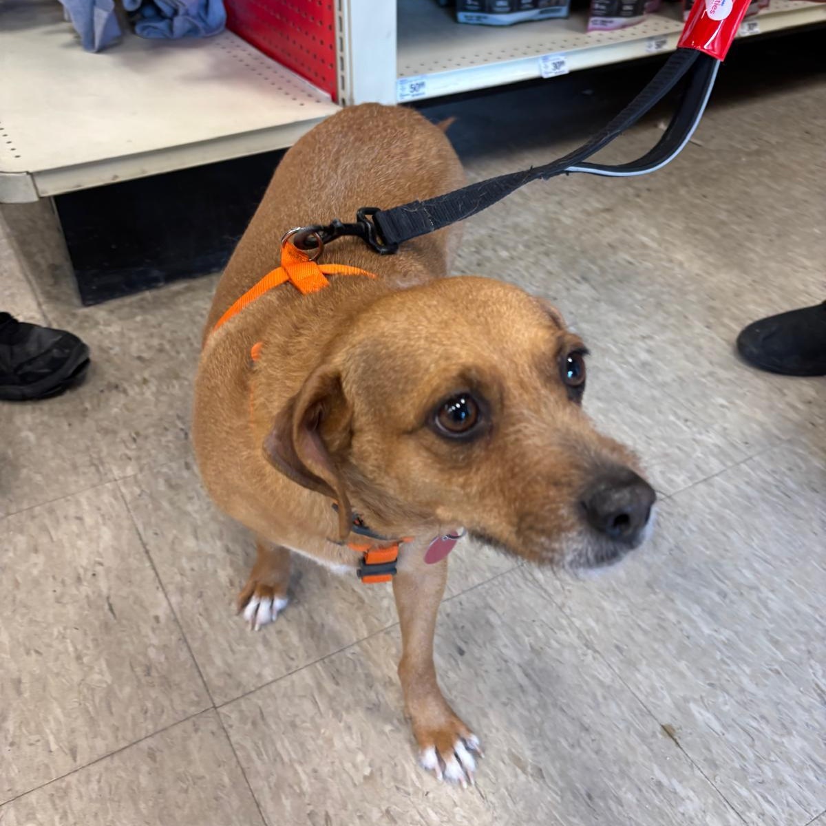 Enlarge Katy, a ADOPTABLE mixed breed in Williamsburg, ON image 3/6