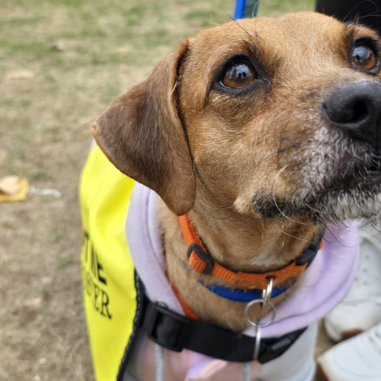 Enlarge Katy, a ADOPTABLE mixed breed in Williamsburg, ON image 4/6