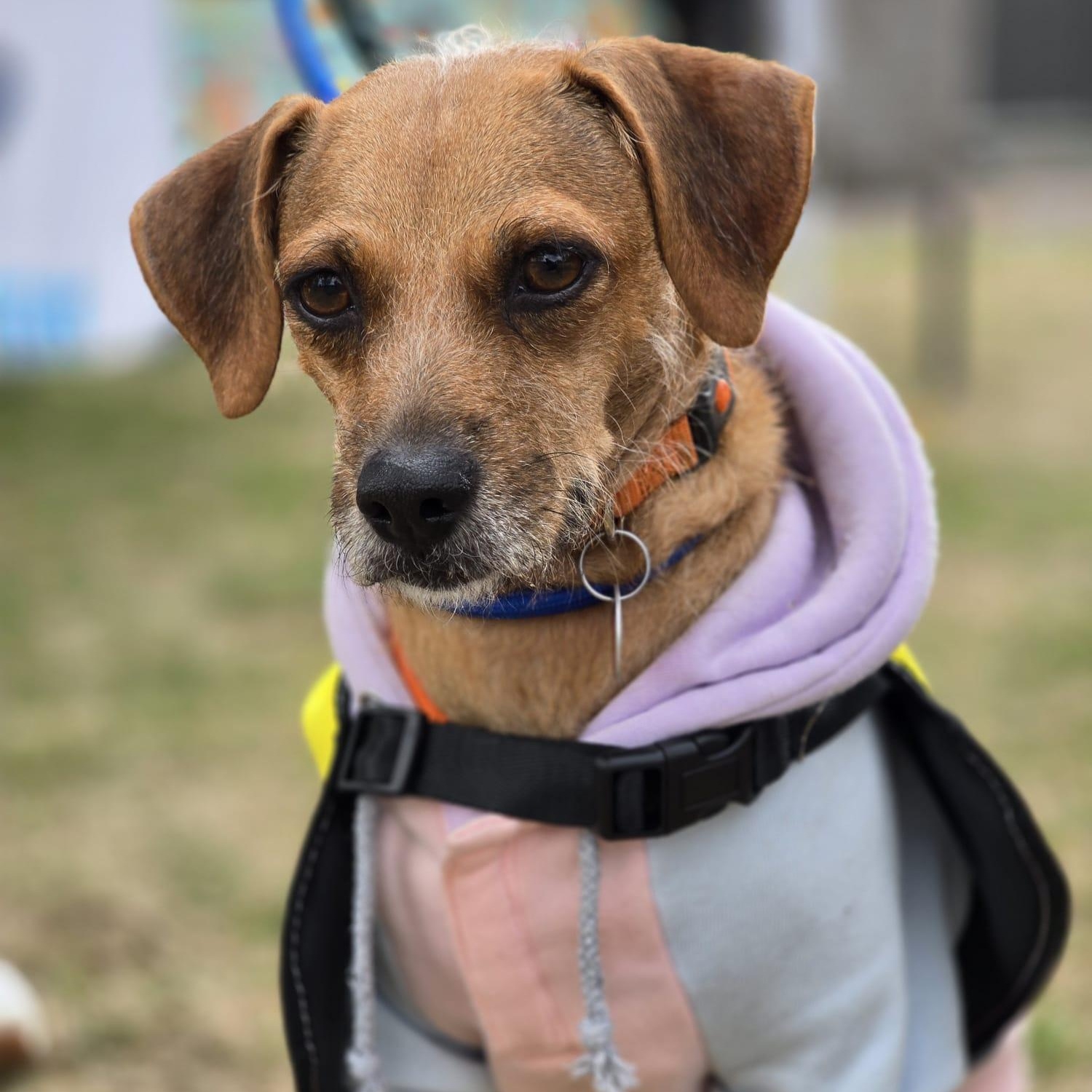 Enlarge Katy, a ADOPTABLE mixed breed in Williamsburg, ON image 2/6