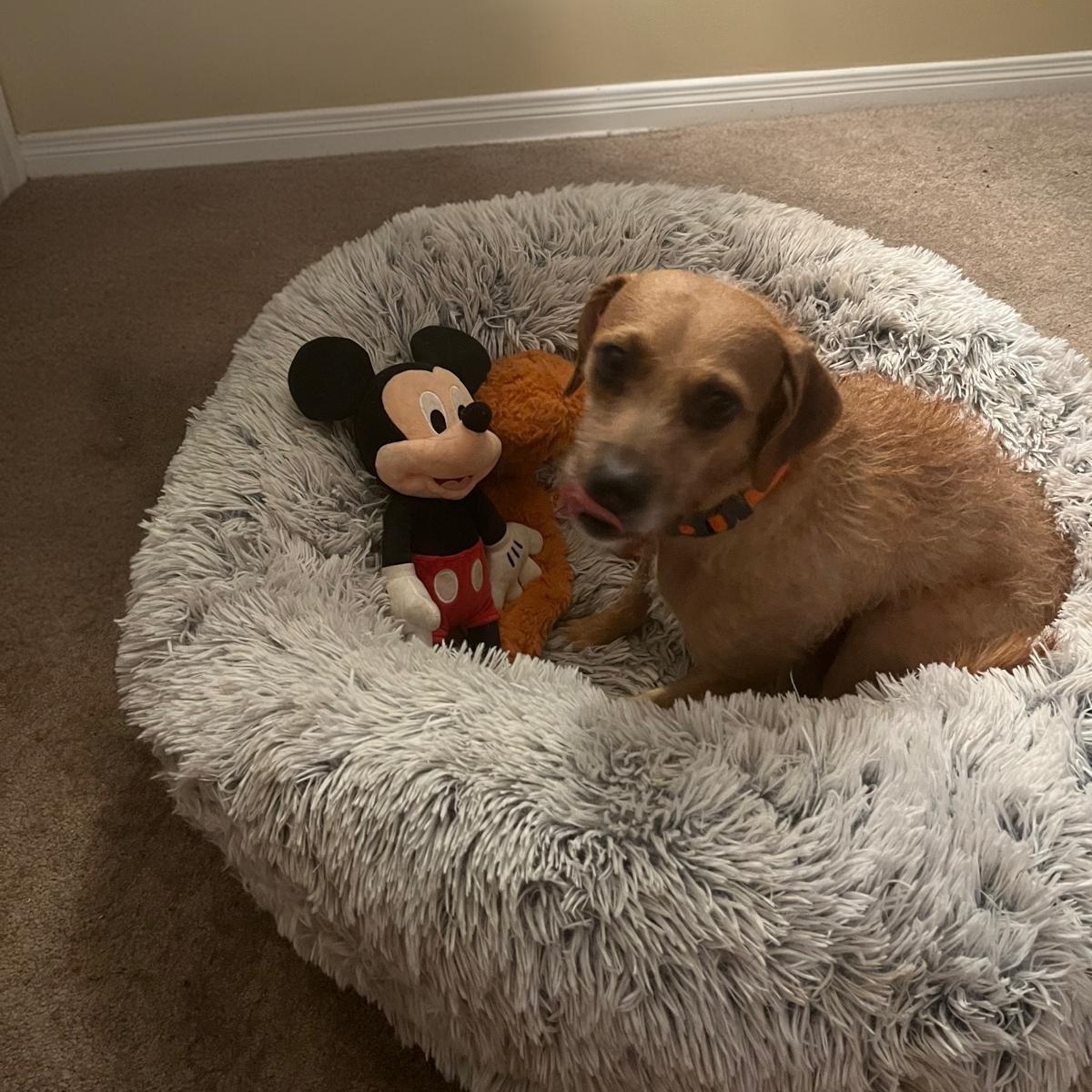 Enlarge Katy, a ADOPTABLE mixed breed in Williamsburg, ON image 5/6