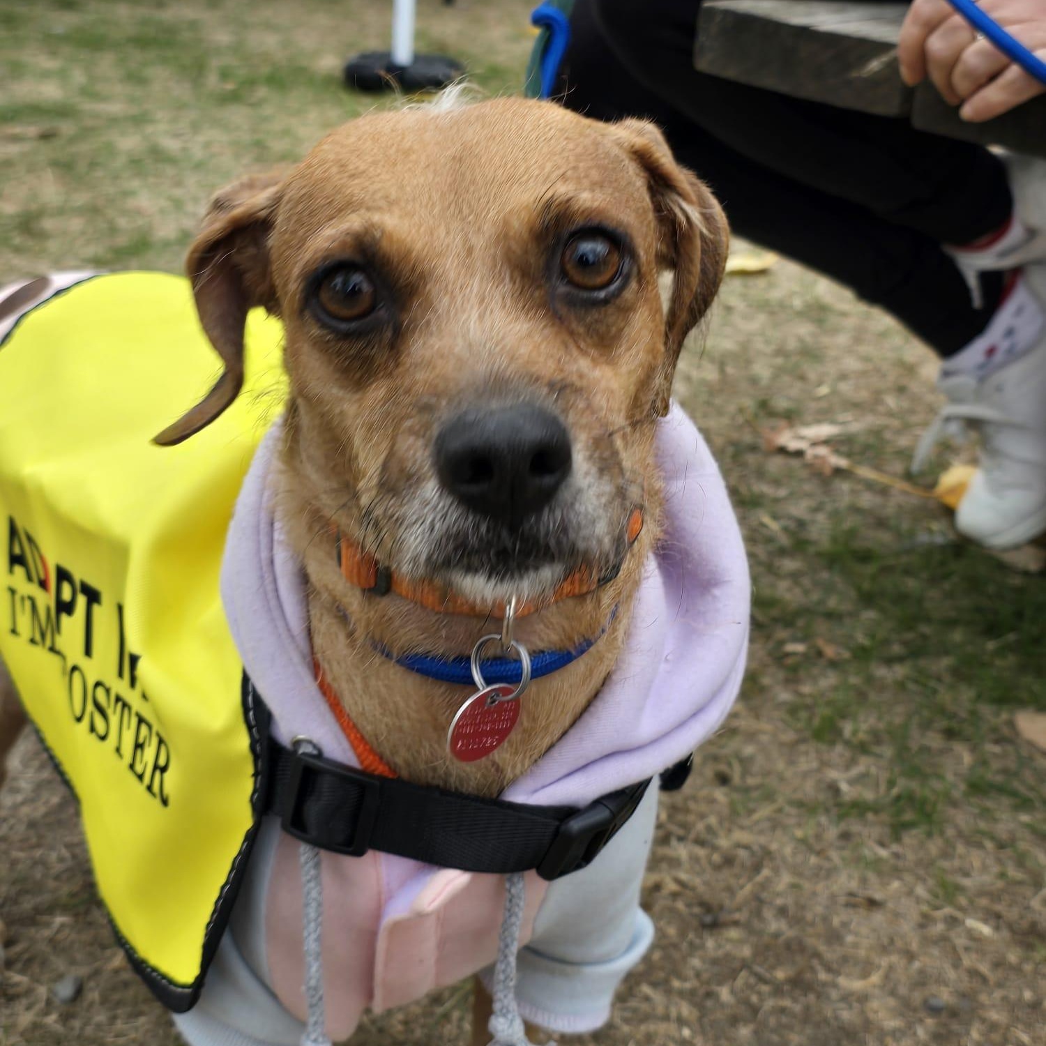 Enlarge Katy, a ADOPTABLE mixed breed in Williamsburg, ON image 6/6