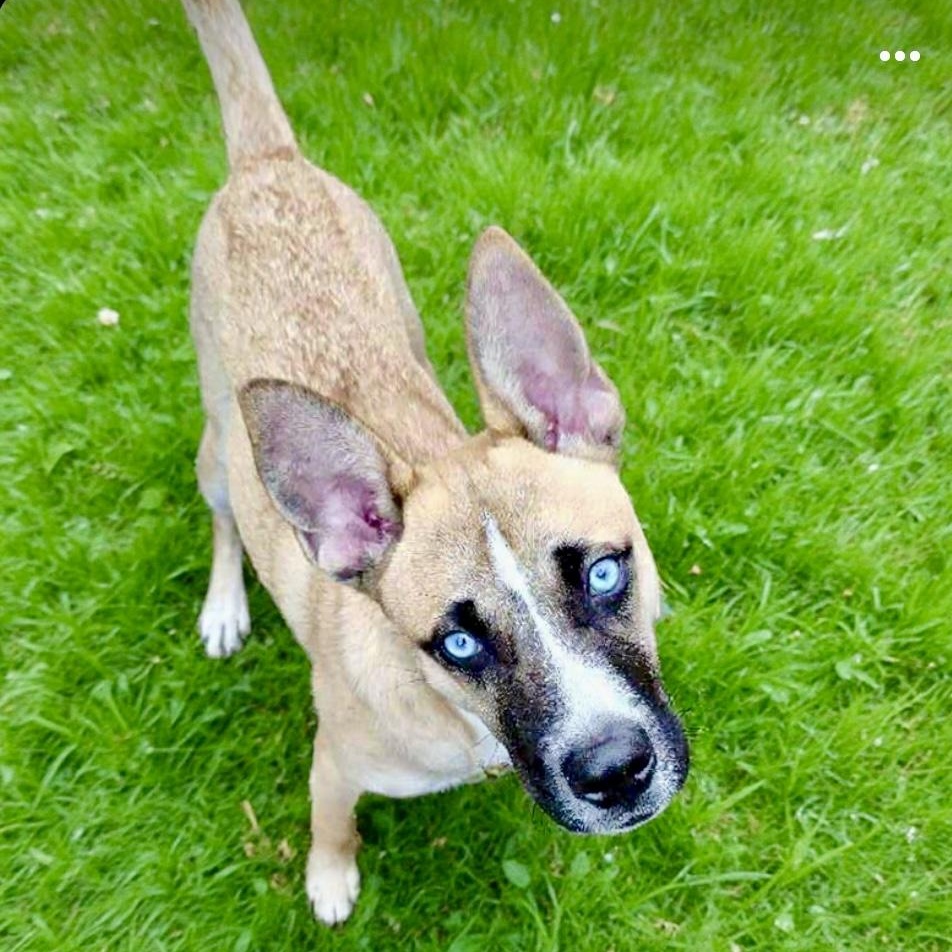 Poochie — thumbnail 4