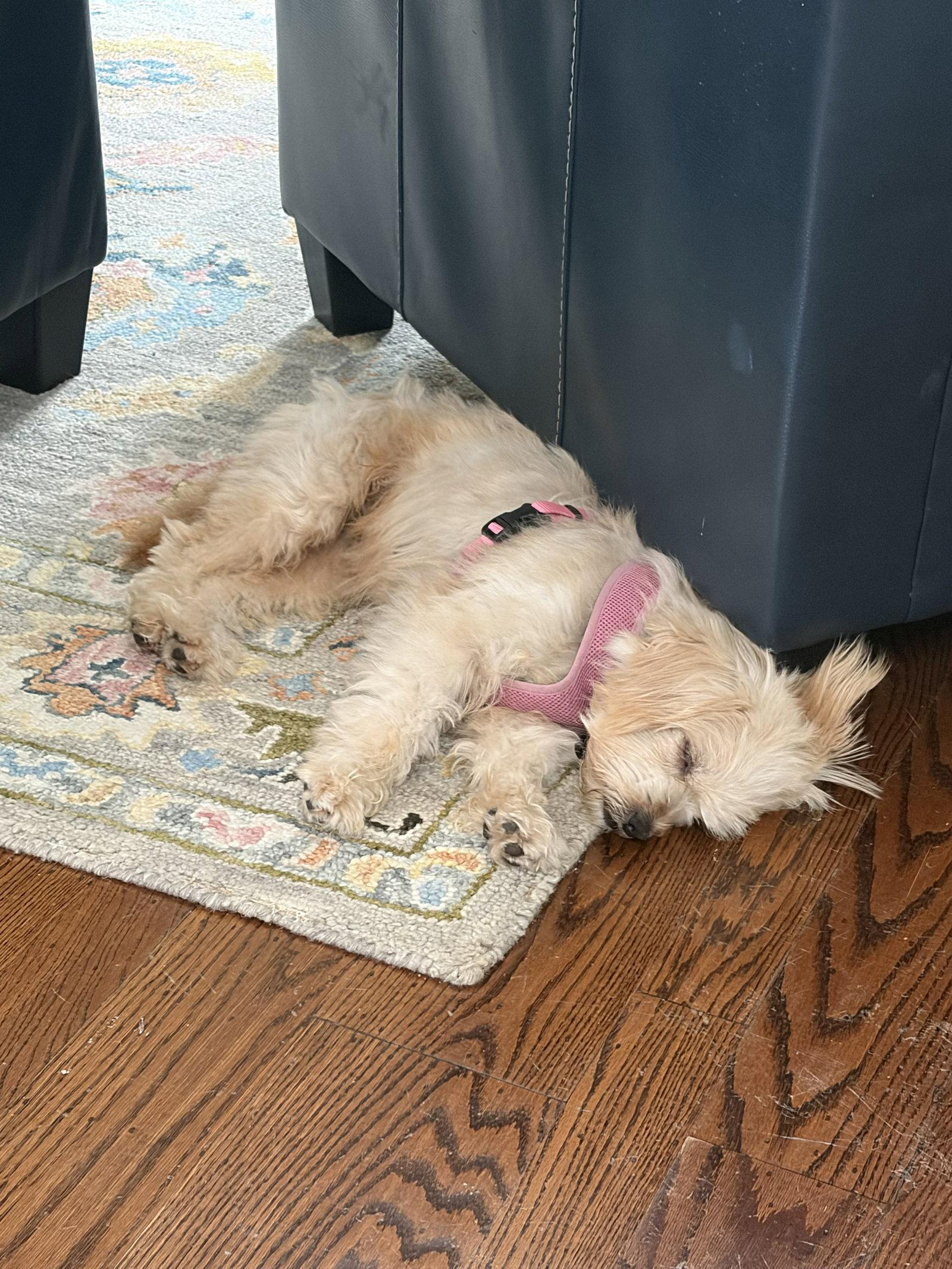Flora, Adopted, Adult Female Terrier.