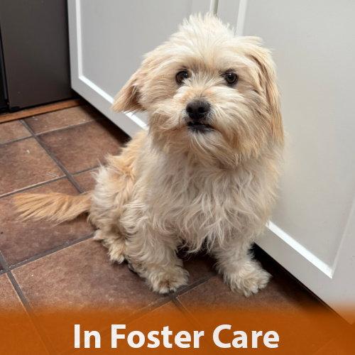 Enlarge Flora, a Adopted Terrier in Burlingame, CA image 3/3